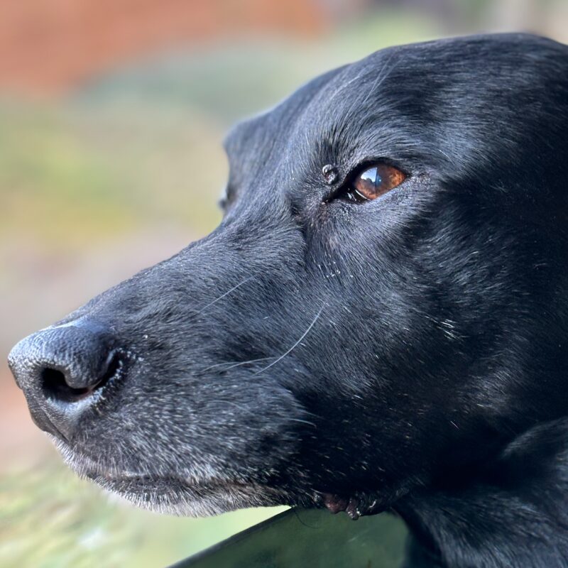 Kodi