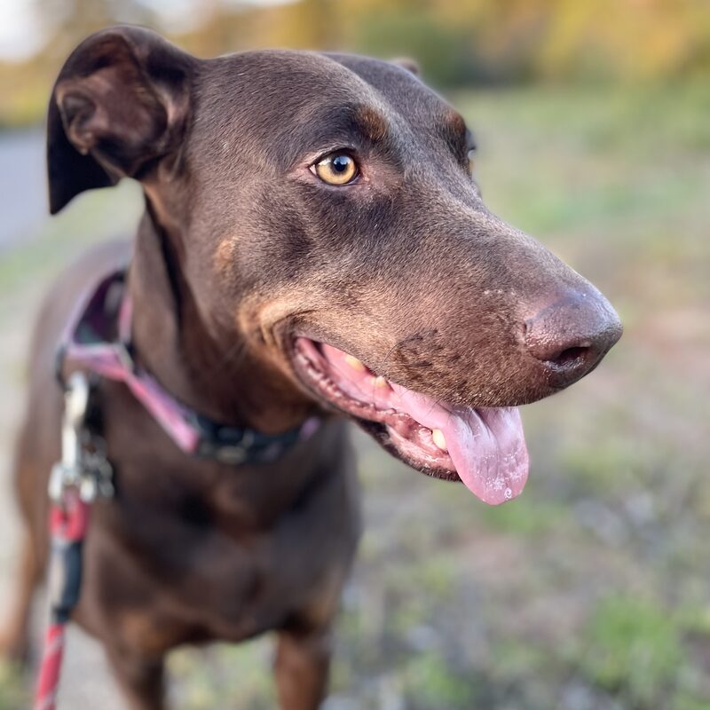 Sadie